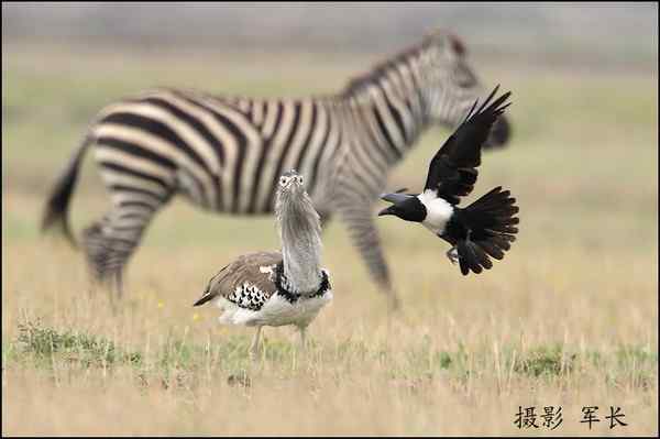 军长的肯尼亚观鸟日记