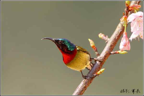 去年的鸟类摄影杂片