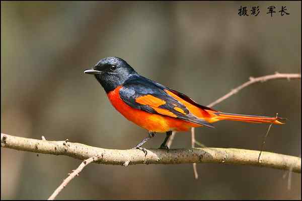 鸟类摄影拍意境还是拍图鉴片子?