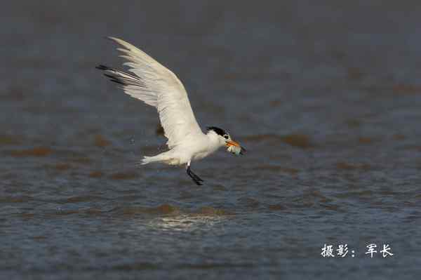 马祖现神话鸟黑嘴端凤头燕鸥 塑料卡嘴危在旦夕 马祖现神话鸟黑嘴端凤头燕鸥 塑料卡嘴危在旦夕
