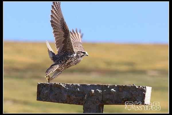 可可西里——鸟儿天堂