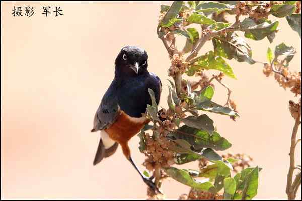 军长的肯尼亚观鸟日记