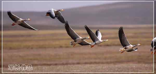 可可西里——鸟儿天堂