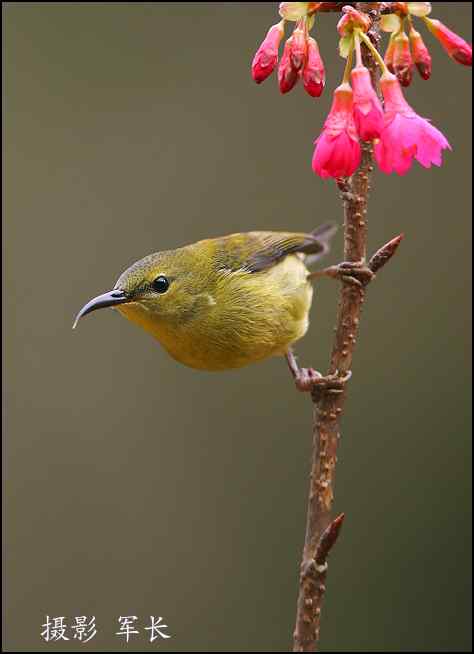 去年的鸟类摄影杂片