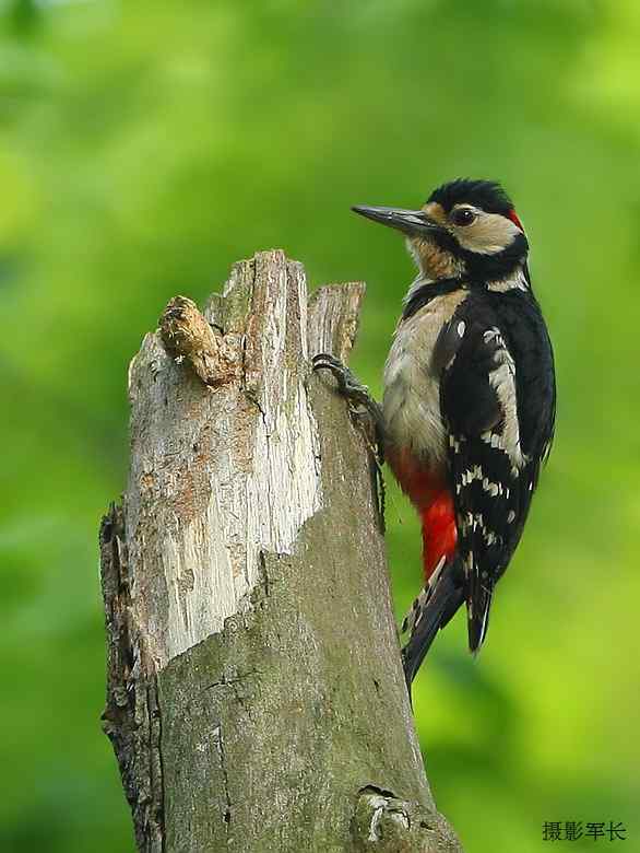 婺源美丽的小山村——拍鸟天堂