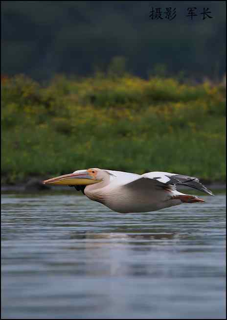 军长的肯尼亚观鸟日记