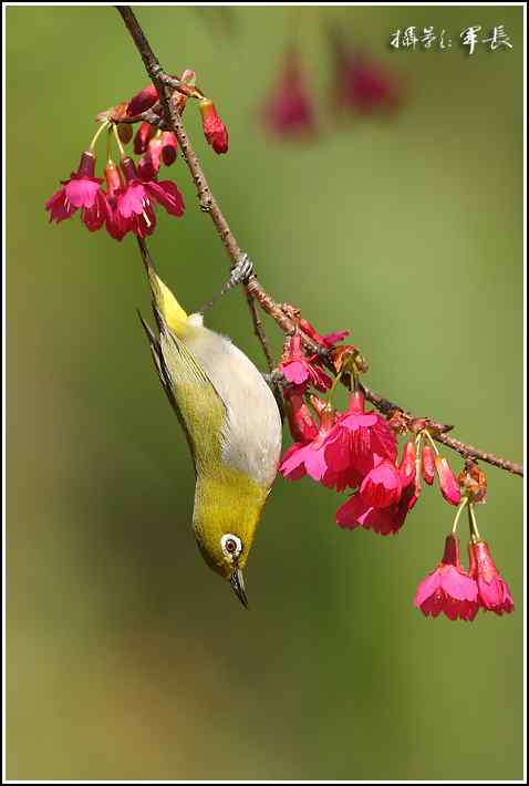 去年的鸟类摄影杂片