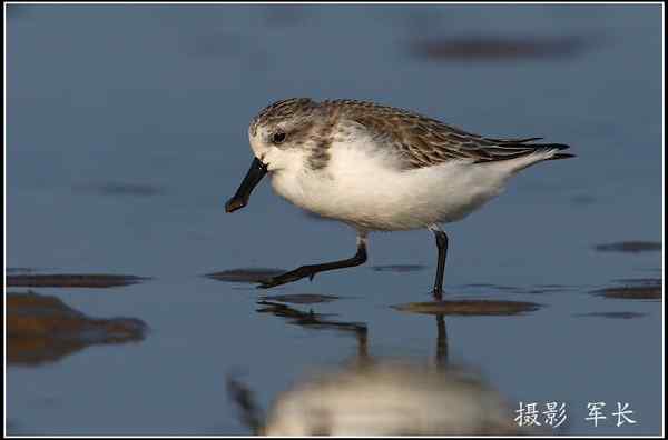 拍鸟——勺嘴鹬 拍鸟——勺嘴鹬