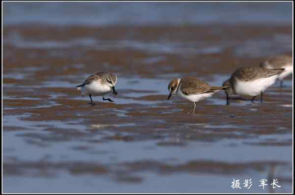 第一次见到勺嘴鹬