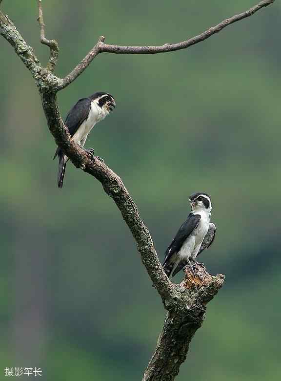 婺源美丽的小山村——拍鸟天堂