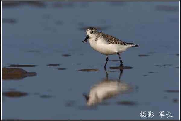 拍鸟——勺嘴鹬 拍鸟——勺嘴鹬