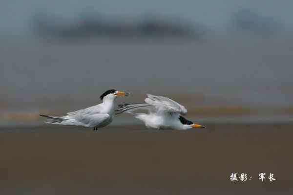 福州闽江口的海鸟(神话之鸟)