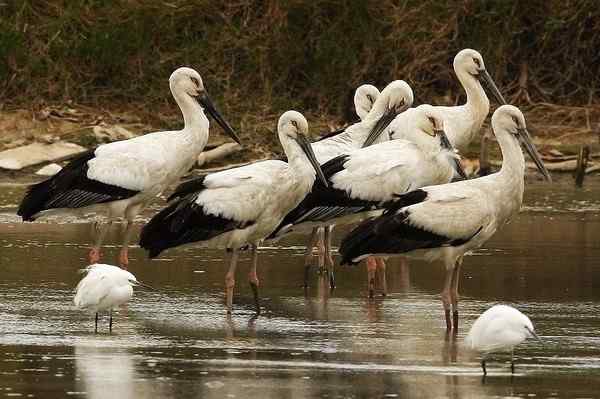 福建来了东方白鹳!