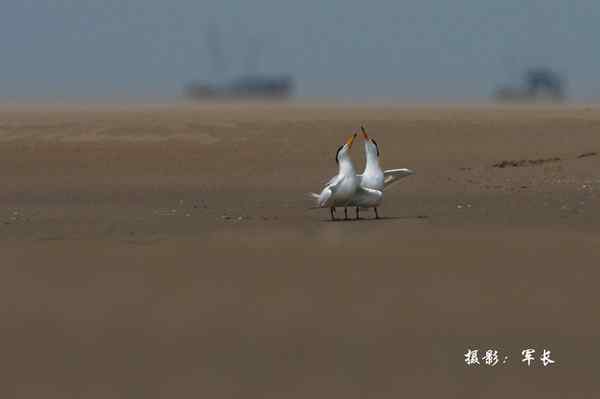 福州闽江口的海鸟(神话之鸟)