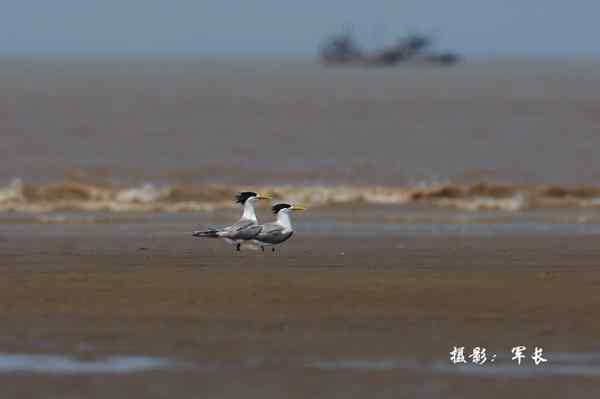 福州闽江口的海鸟(神话之鸟)