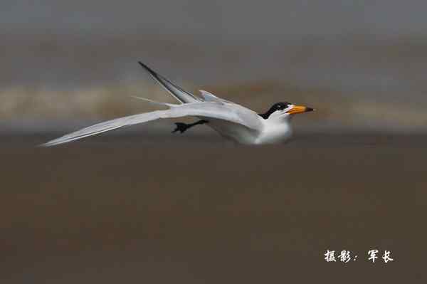 福州闽江口的海鸟(神话之鸟)