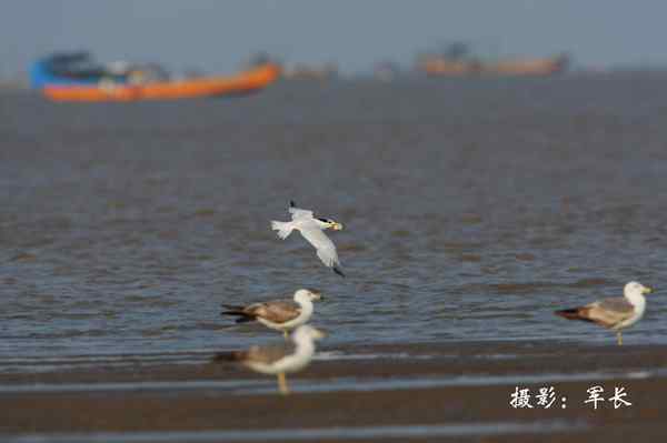 马祖现神话鸟黑嘴端凤头燕鸥 塑料卡嘴危在旦夕 马祖现神话鸟黑嘴端凤头燕鸥 塑料卡嘴危在旦夕