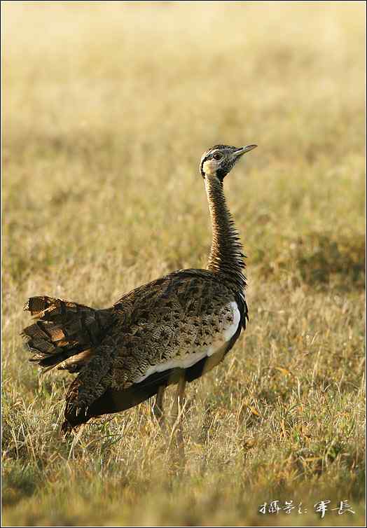 军长的肯尼亚观鸟日记