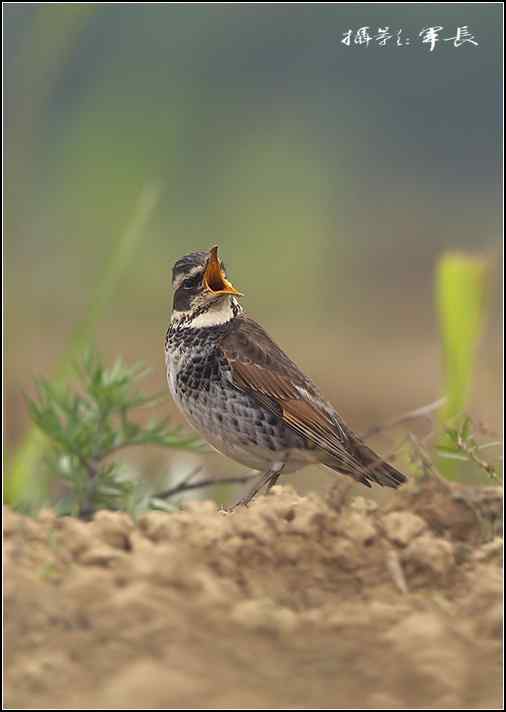 去年的鸟类摄影杂片