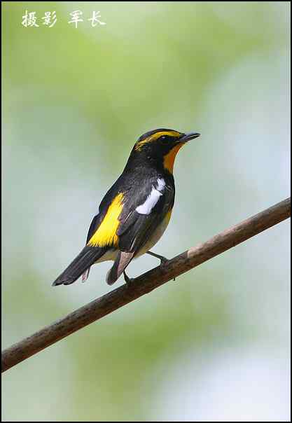 漂亮的黄眉姬翁和东方鸻