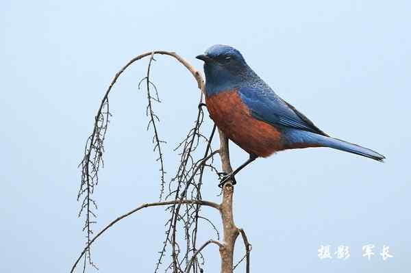 今年的鸟况不好之五上龙栖山