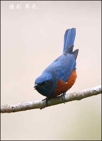 今年的鸟况不好之五上龙栖山
