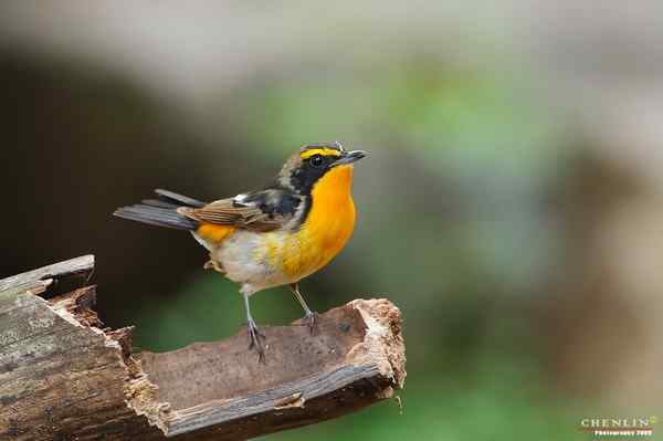 构嘴林鴡和黄眉姬鹟 构嘴林鴡和黄眉姬鹟