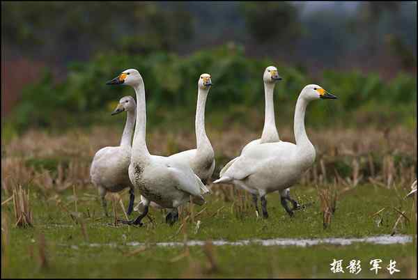 海峡都市报的记者拍到小天鹅