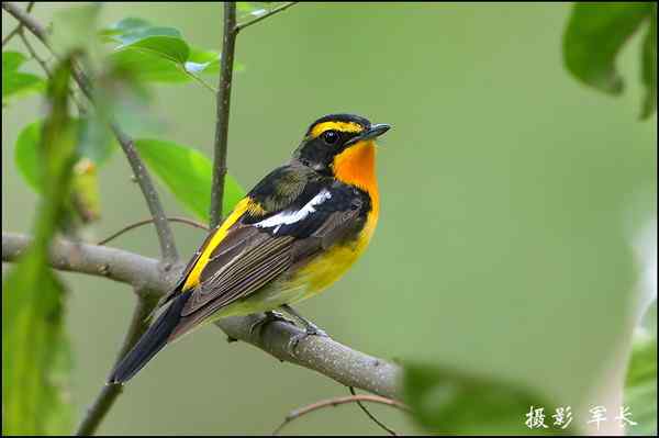 漂亮的黄眉姬翁和东方鸻