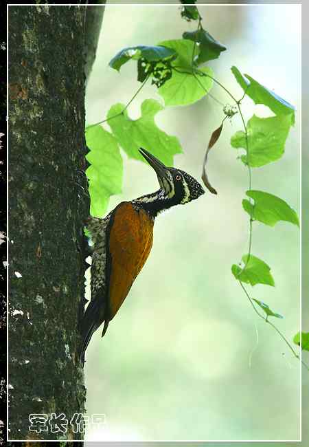 可可西里——鸟儿天堂