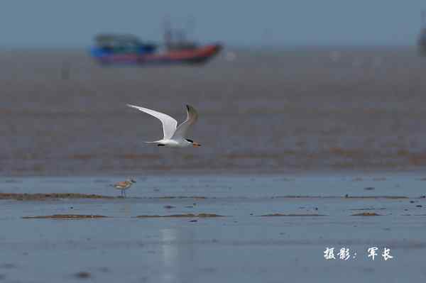 福州闽江口的海鸟(神话之鸟)