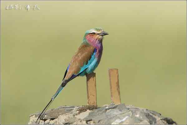 军长的肯尼亚观鸟日记