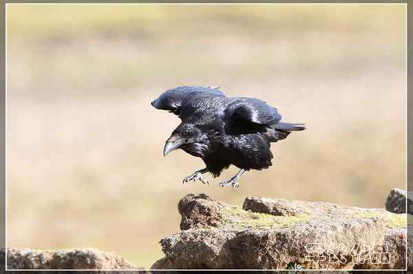 可可西里——鸟儿天堂