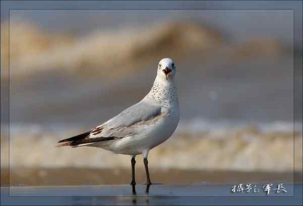 去年的片子——遗鸥