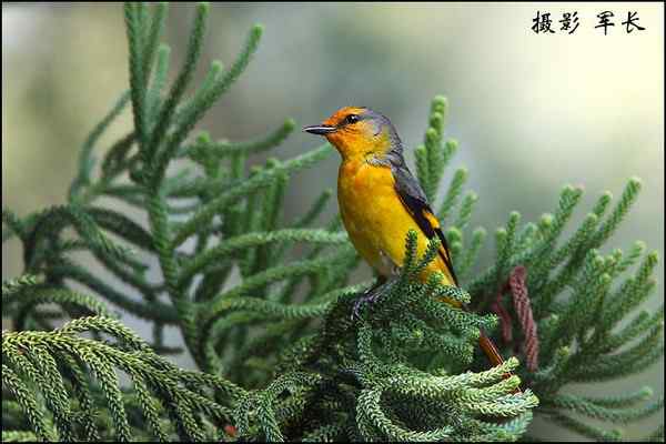 鸟类摄影拍意境还是拍图鉴片子?