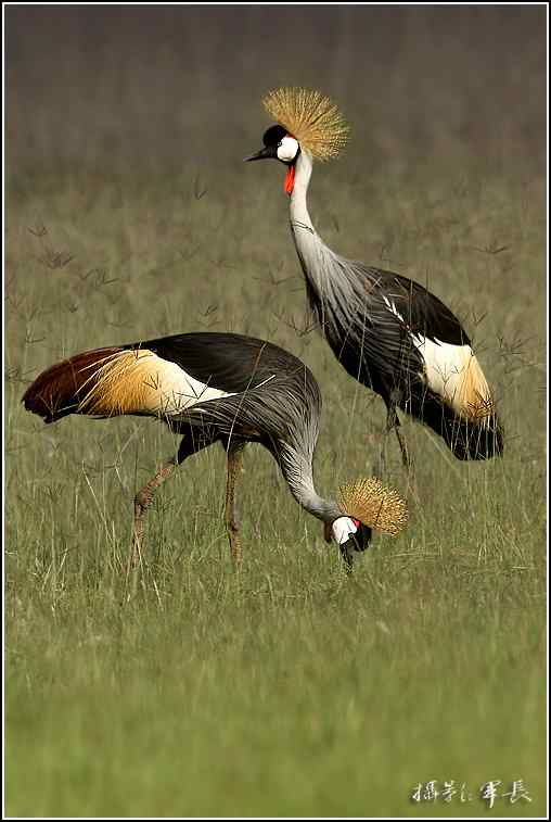 军长的肯尼亚观鸟日记
