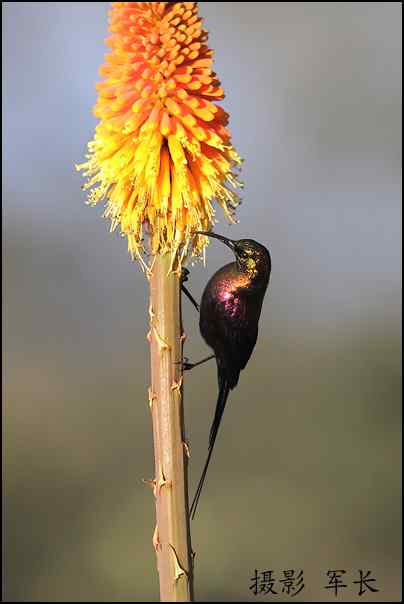 军长的肯尼亚观鸟日记