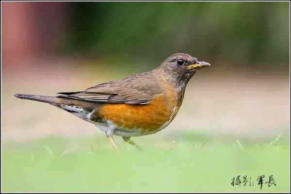 赤胸鸫,大陆少见的小家伙