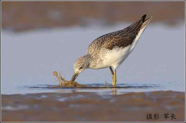 青脚鹬捕食弹涂鱼  一组抓拍