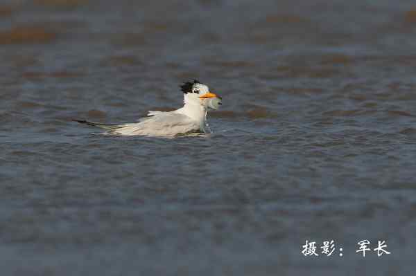 马祖现神话鸟黑嘴端凤头燕鸥 塑料卡嘴危在旦夕 马祖现神话鸟黑嘴端凤头燕鸥 塑料卡嘴危在旦夕
