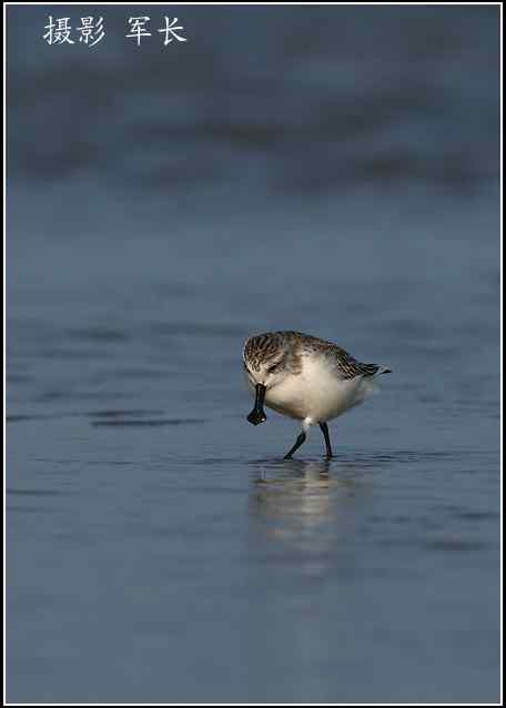 拍鸟——勺嘴鹬 拍鸟——勺嘴鹬
