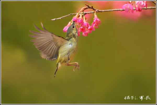 去年的鸟类摄影杂片