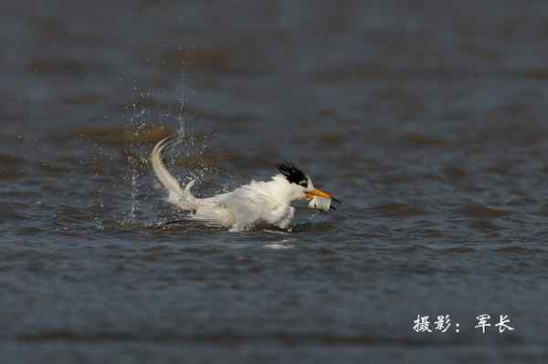 马祖现神话鸟黑嘴端凤头燕鸥 塑料卡嘴危在旦夕 马祖现神话鸟黑嘴端凤头燕鸥 塑料卡嘴危在旦夕
