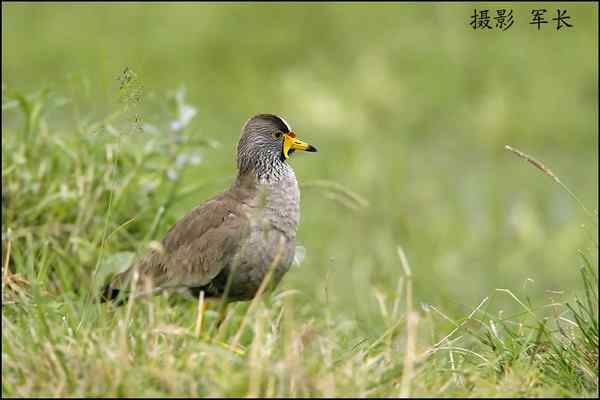 军长的肯尼亚观鸟日记