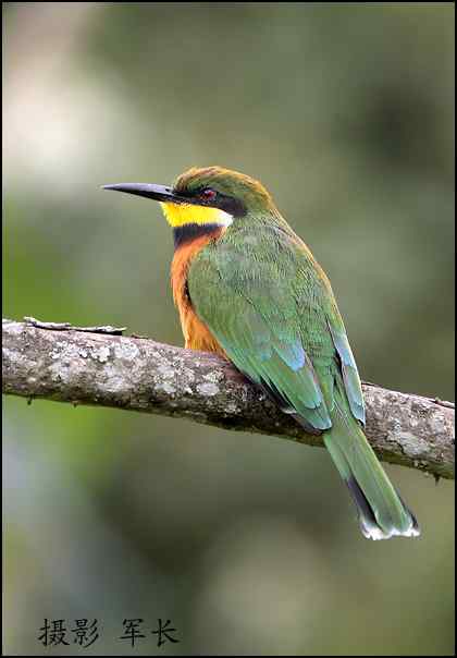 军长的肯尼亚观鸟日记