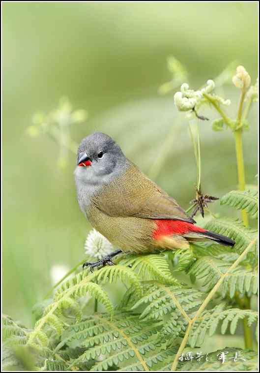 军长的肯尼亚观鸟日记