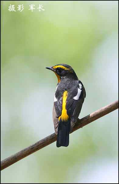 漂亮的黄眉姬翁和东方鸻