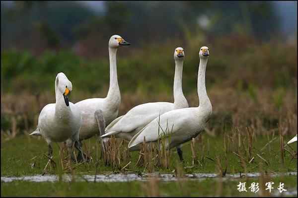海峡都市报的记者拍到小天鹅