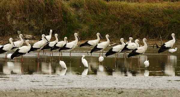 福建来了东方白鹳!