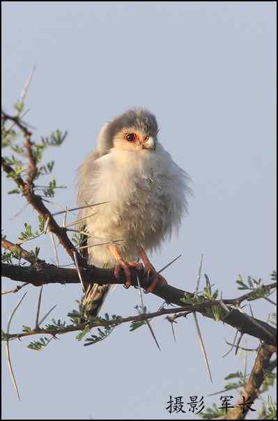 军长的肯尼亚观鸟日记